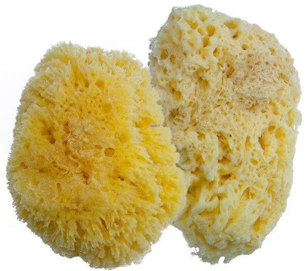 LUCA Natural Sea Sponge 1.5” – 2 Pack