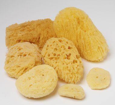 Royal & Langnickel Honeycomb Sea Silk Sponge - Art Supplies Australia